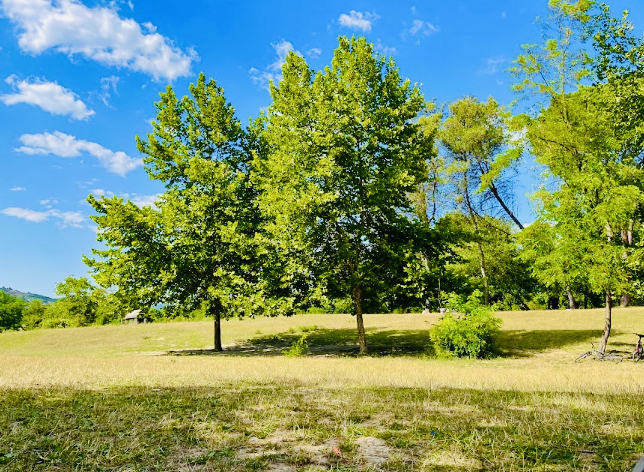 Verwurzelt in der Natur: Ein Yoga- & Qi Gong-Retreat unter den Bäumen